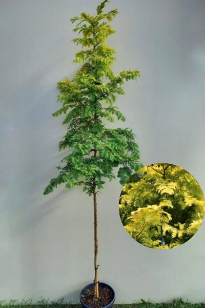 Young Chinese Swamp Cypress tree | Metasequoia glyptostroboides 'Goldrush'