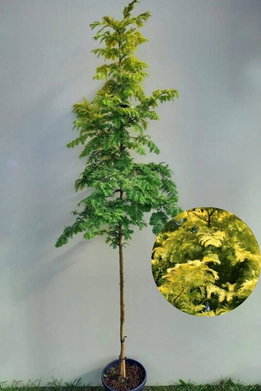 Junger chinesischer Sumpfzypressenbaum | Metasequoia glyptostroboides 'Goldrush'