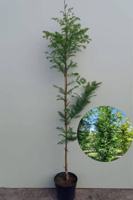 Junger Wasserzypressenbaum | Metasequoia glyptostroboides 'Sheridan Spire'