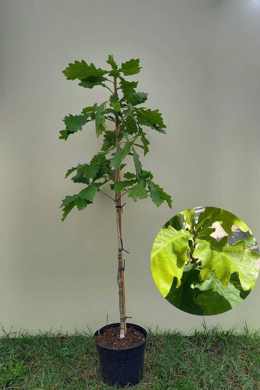 Junger Japanischer Kaiser-Eichenbaum | Quercus dentata