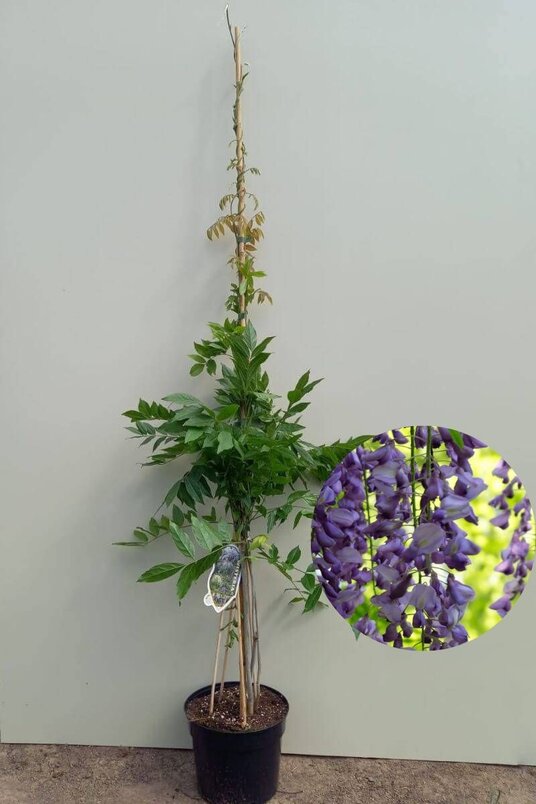 Wisteria sinensis | Blauwe regen