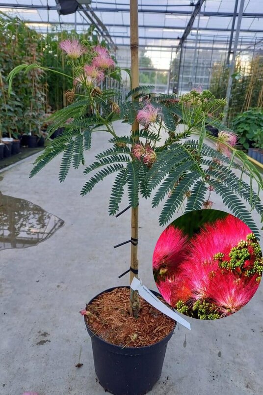 Junger persischer schlafender Baum | Albizia julibrissin 'Tropical Dream'