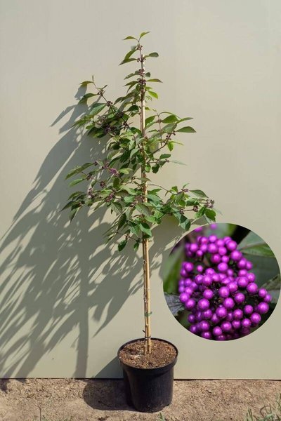 Young Beauty fruit tree | Callicarpa bodinieri 'Profusion'