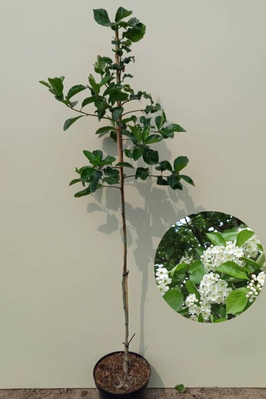 Junger Weißdornbaum | Crataegus succulenta 'Jubilee'