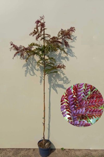 Junger Roter Heuschreckenbaum | Gleditsia triacanthos 'Rubylace