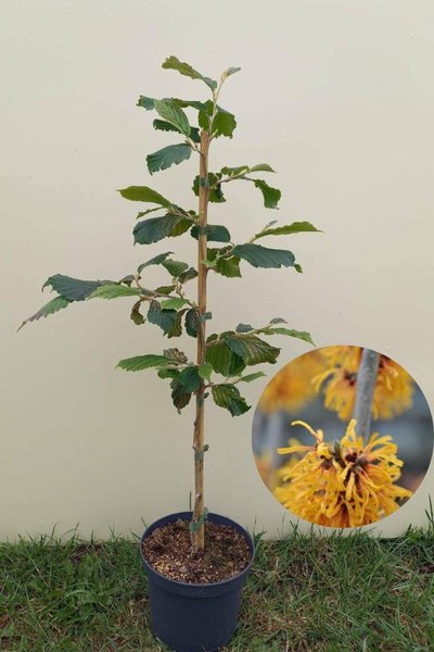Junger Hamamelisbaum | Hamamelis intermedia 'Orange Beauty'