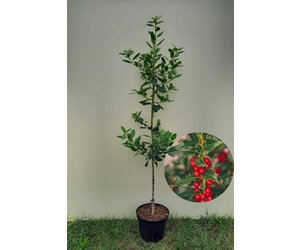 jawoll thuja Thuja orientalis 'Weedom' – Singing Tree Gardens Nursery