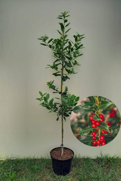 Young American Holly tree | Ilex 'Nellie R. Stevens'