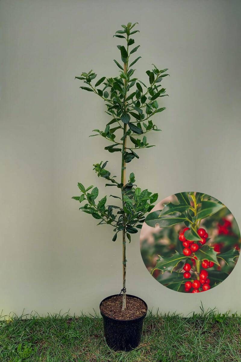 https://cdn.webshopapp.com/shops/304745/files/422332343/file.jpg