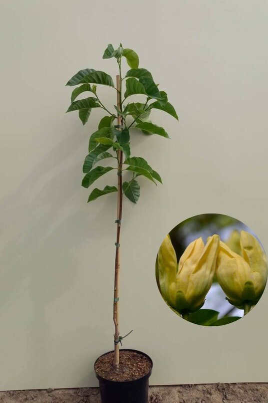 Jonge Gele Magnolia boom | Magnolia 'Yellow Bird'