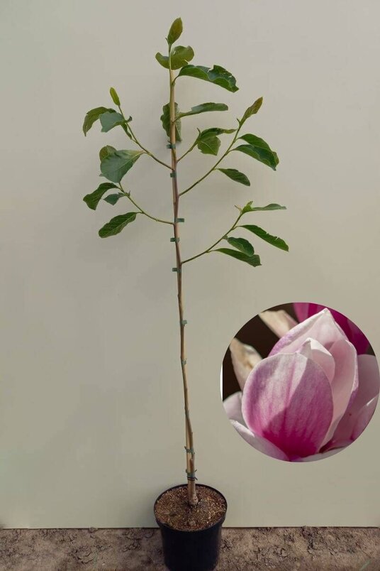 Young Pink-Red Saucer Magnolia | Magnolia soulangeana 'Satisfaction'