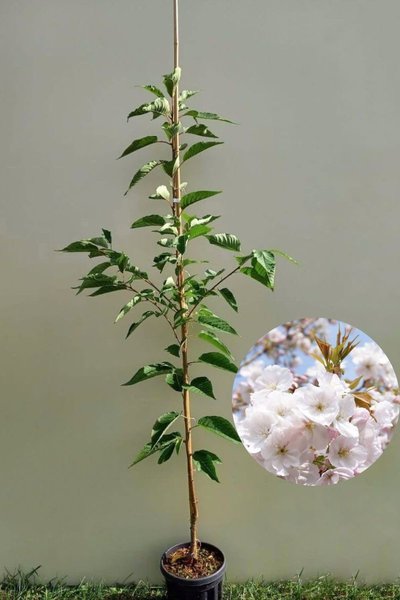 Young Japanese Sierker tree | Prunus serrulata 'Sunset Boulevard'