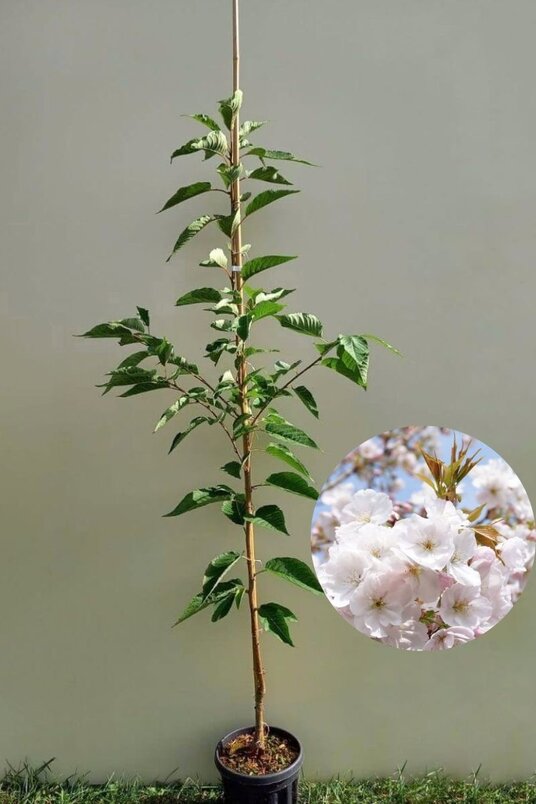 Jonge Japanse Sierkers boom | Prunus serrulata 'Sunset Boulevard'