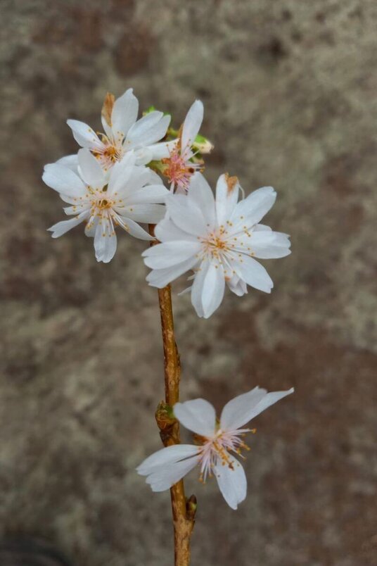 Young Winter-flowering Ornamental Cherry Tree | Prunus subhirtella 'Autumnalis'