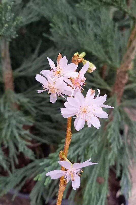 Jonge Winterbloeiende Sierkers boom | Prunus subhirtella 'Autumnalis'