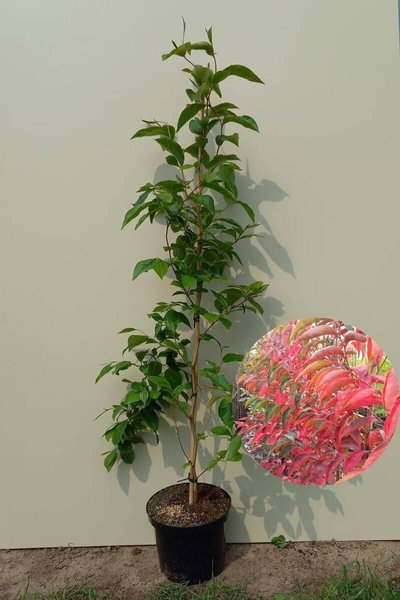Junger Schein-Kamelienbaum | Stewartia rostrata"