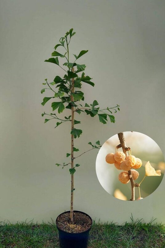 Junger Japanischer Ginkgo-Baum | Ginkgo biloba