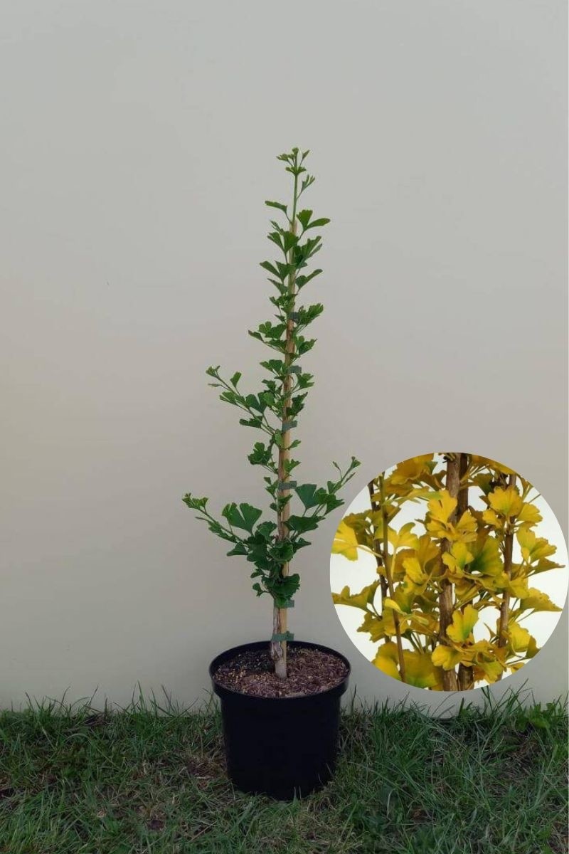 Jonge Kleinbladige Zuilvormige Japanse Notenboom | Ginkgo biloba 'Menhir