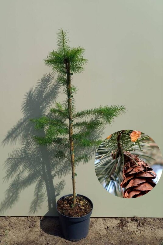 Junger Douglastannenbaum | Pseudotsuga menziesii