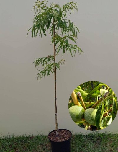 Jonge Fijnbladige Walnoot boom | Juglans regia 'Laciniata'