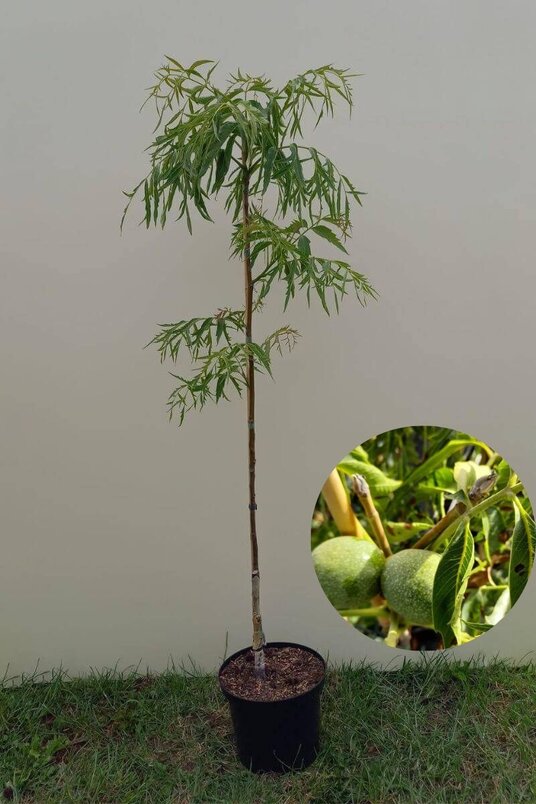 Junger Fiederblättriger Walnussbaum | Juglans regia 'Laciniata'