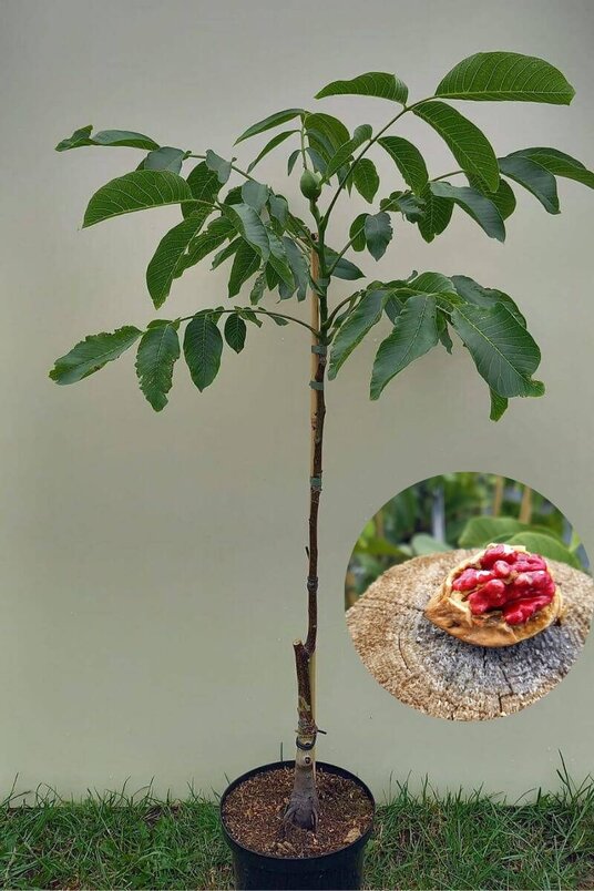 Young Red-fruited Walnut Tree | Juglans regia 'Red Rief'