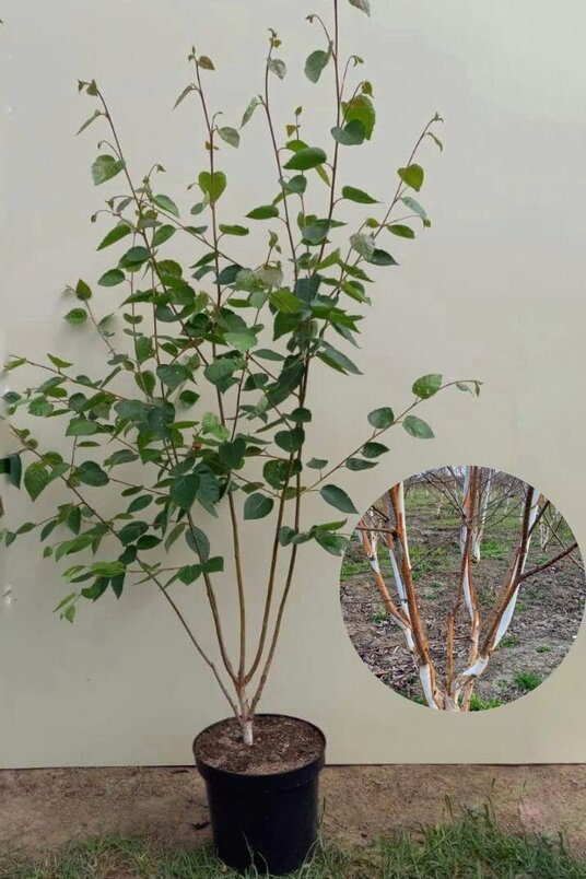 Jonge Himalayaberk struik | Betula utilis 'Doorenbos'