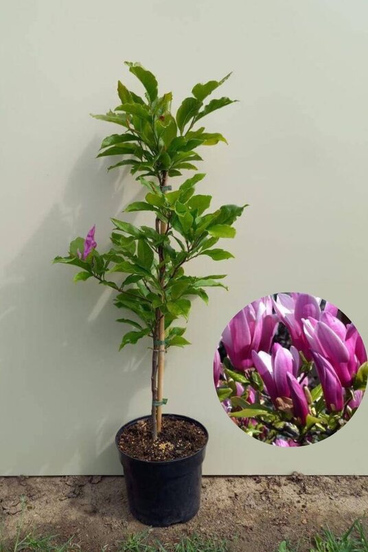 Young Star Magnolia Tree | Magnolia 'Susan'