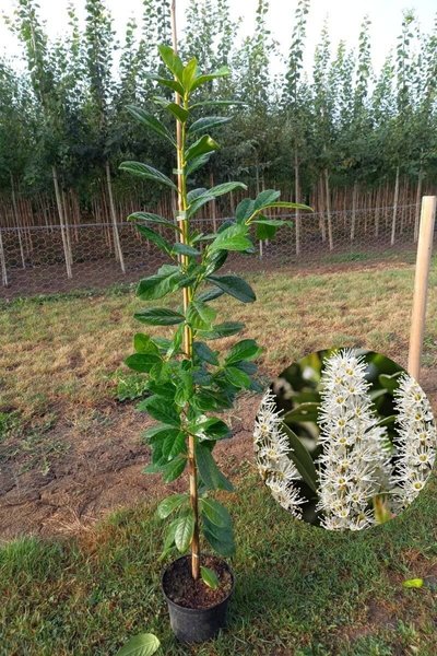 Jonge Laurierkersboom |  Prunus laurocerasus 'Novita'