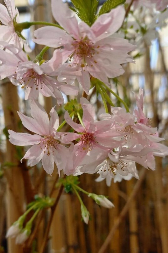 Jonge Winterbloeiende Sierkers boom | Prunus subhirtella 'Autumnalis'