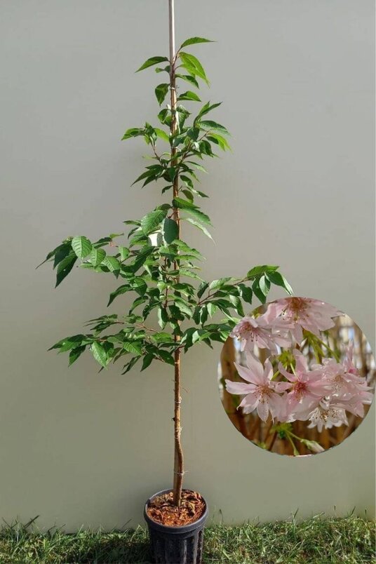 Junger Winterblühender Zierkirschbaum | Prunus subhirtella 'Autumnalis'