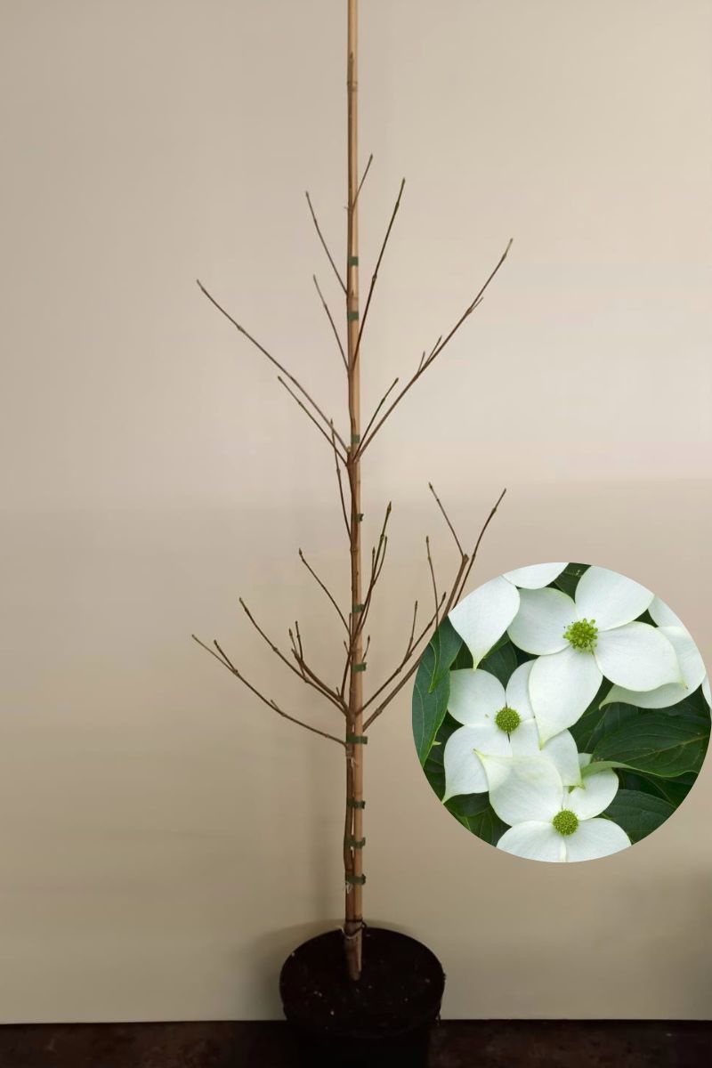 https://cdn.webshopapp.com/shops/304745/files/426269852/file.jpg