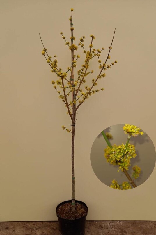 Young Yellow Dogwood Tree | Cornus mas 'Pyramidalis'