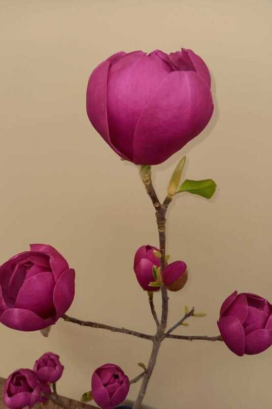 Junge Biberbaum | Magnolia 'Black Tulip' Strauchform