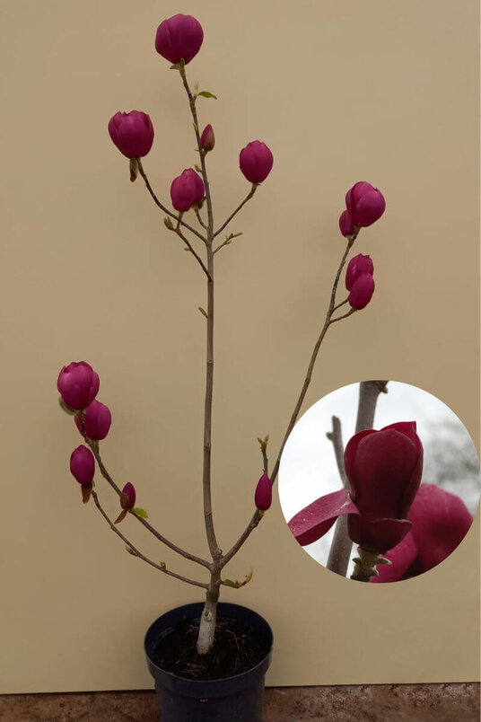 Young Beaver Tree | Magnolia 'Black Tulip' Shrub Form