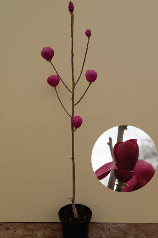 Young Beaver Tree | Magnolia 'Black Tulip'