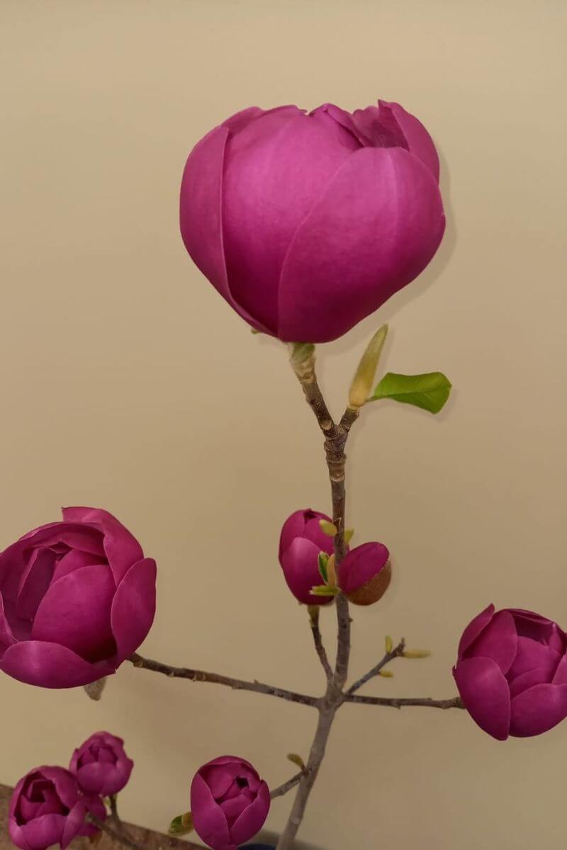https://cdn.webshopapp.com/shops/304745/files/427719225/file.jpg