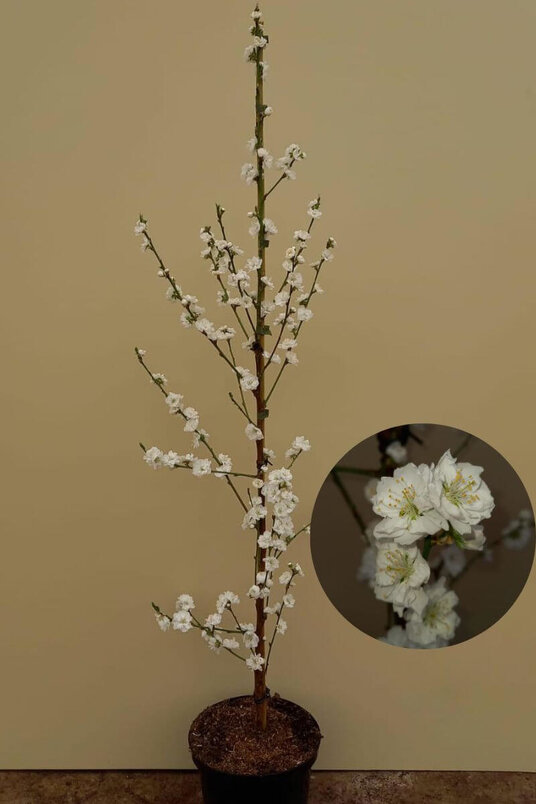 Jonge Zuilvormige Perzikboom | Prunus persica 'Terute-Shiro'