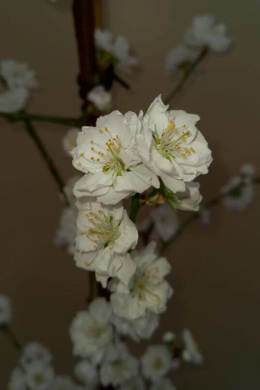 Junger Säulenpfirsichbaum | Prunus persica 'Terute-Shiro