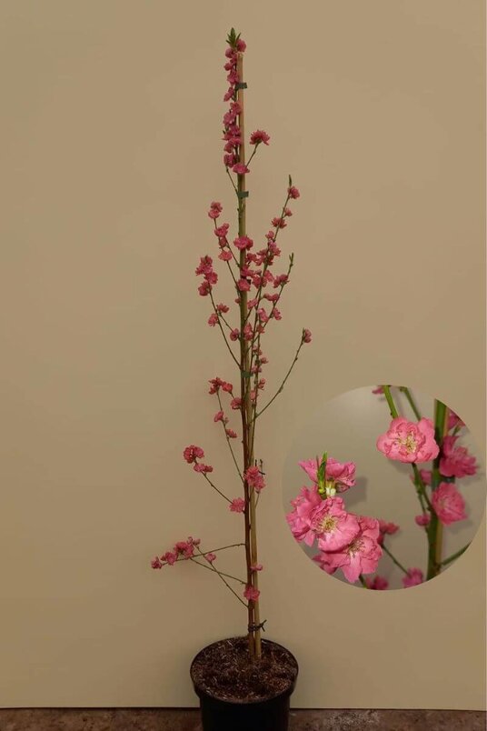 Junger Säulenpfirsichbaum | Prunus persica 'Terute-Beni'