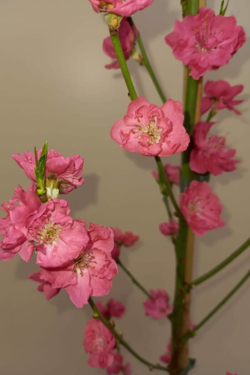https://cdn.webshopapp.com/shops/304745/files/427719232/file.jpg