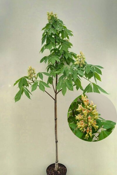 Buy Small Trees? | Order Online at Amitis! - Amitis | Living Nature