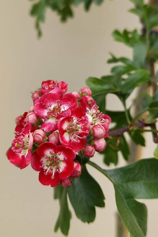 Jonge Engelse meidoorn boom | Crataegus laevigata 'Crimson Cloud'