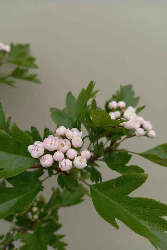 Jonge Meidoorn boom | Crataegus mordenensis 'Toba'