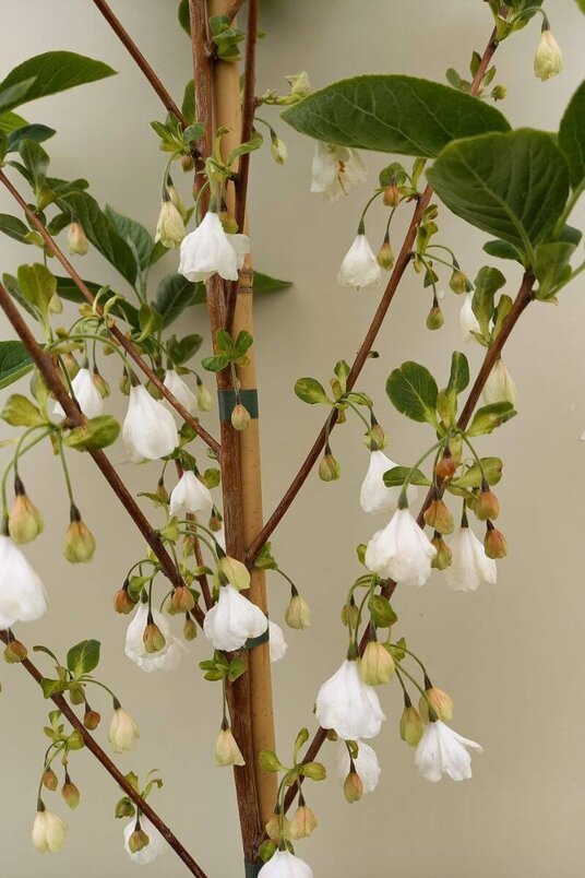 Junger Schneeglöckchenbaum | Halesia carolina