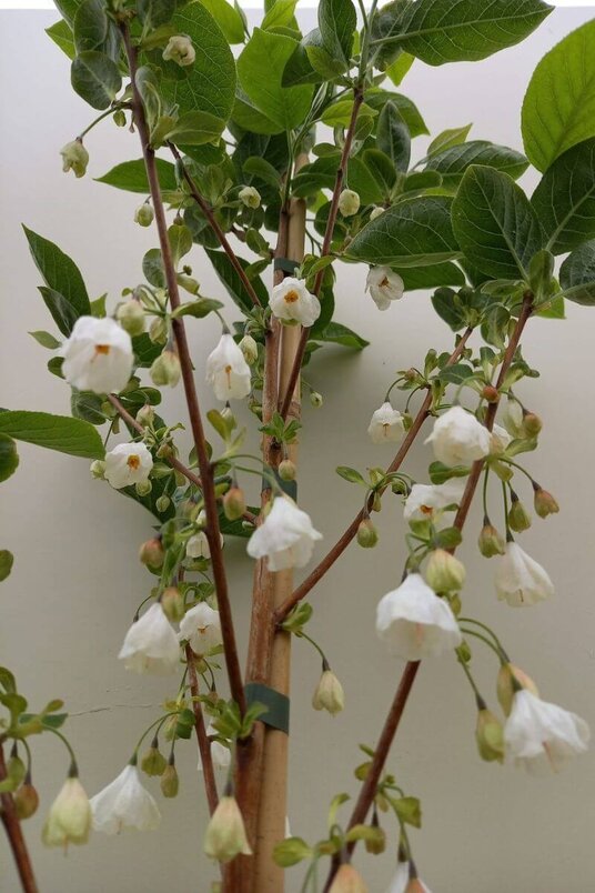 Junger Schneeglöckchenbaum | Halesia carolina