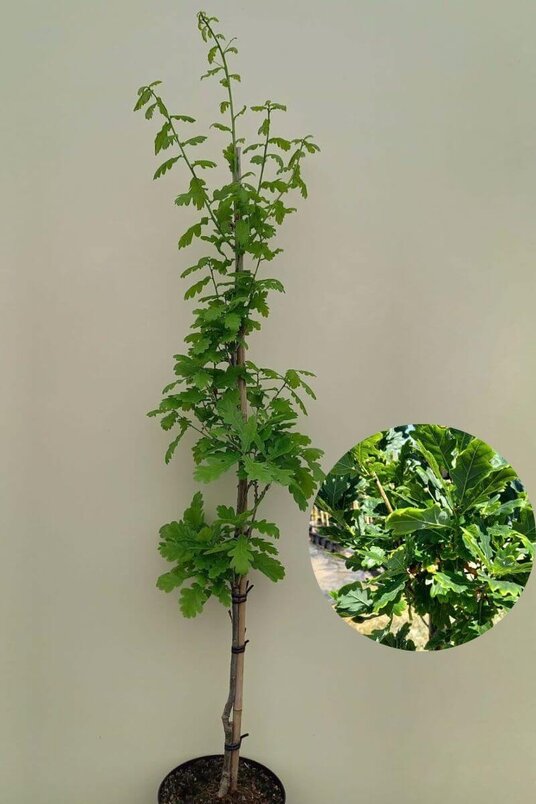 Junger Säulen-Eichenbaum | Quercus robur 'Fastigiate Koster'