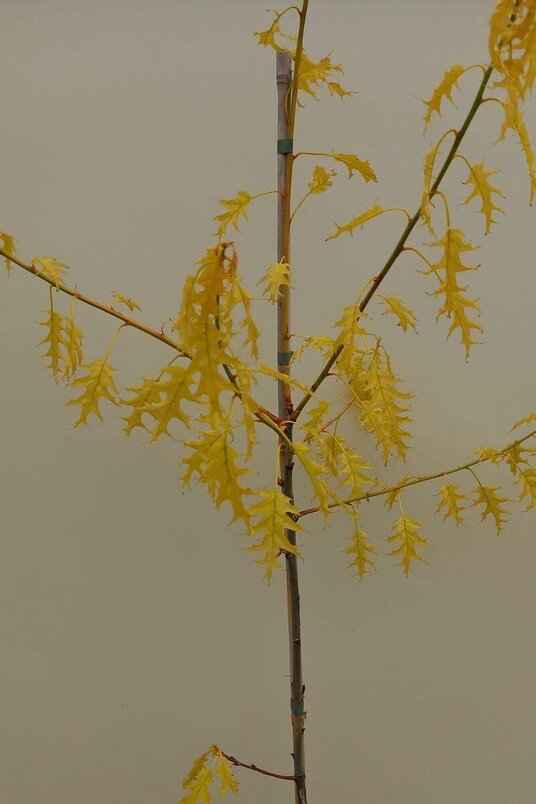 Junger Gelber Amerikanischer Roteichenbaum | Quercus rubra 'Magic Fire'