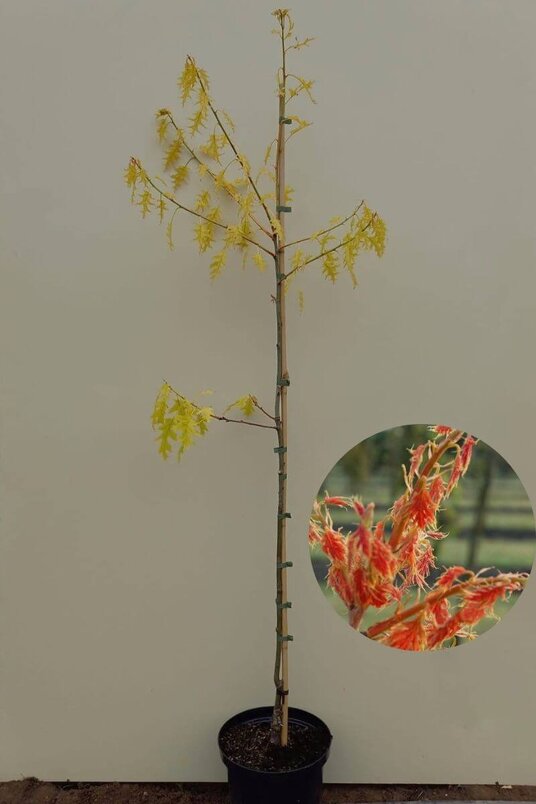 Junger Gelber Amerikanischer Roteichenbaum | Quercus rubra 'Magic Fire'