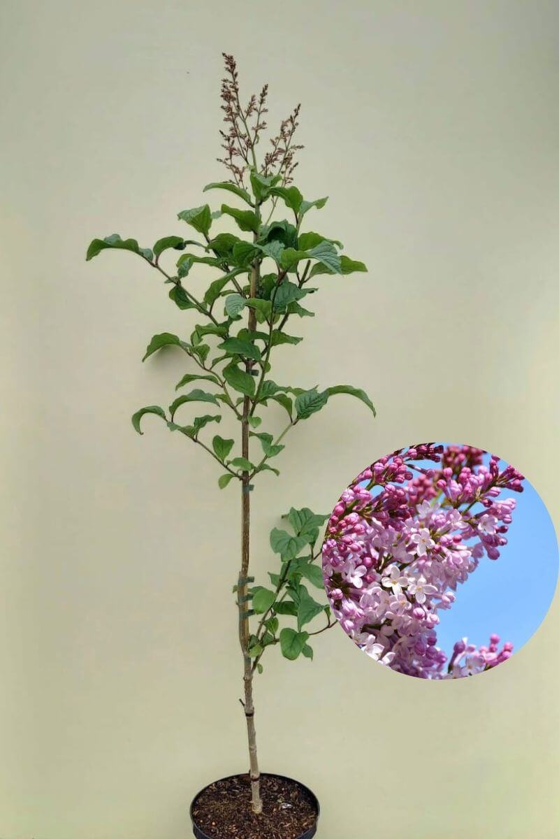 https://cdn.webshopapp.com/shops/304745/files/430078266/file.jpg